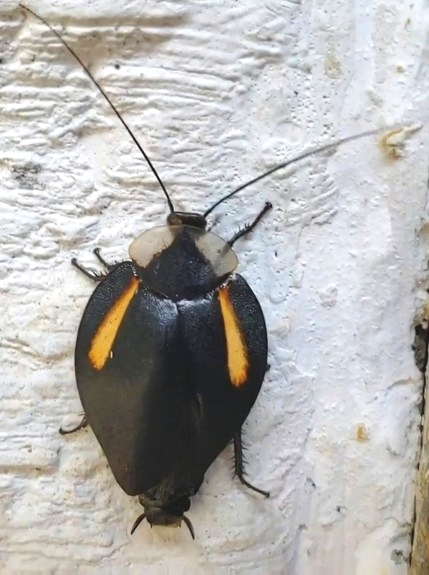 Phoraspis leucogramma