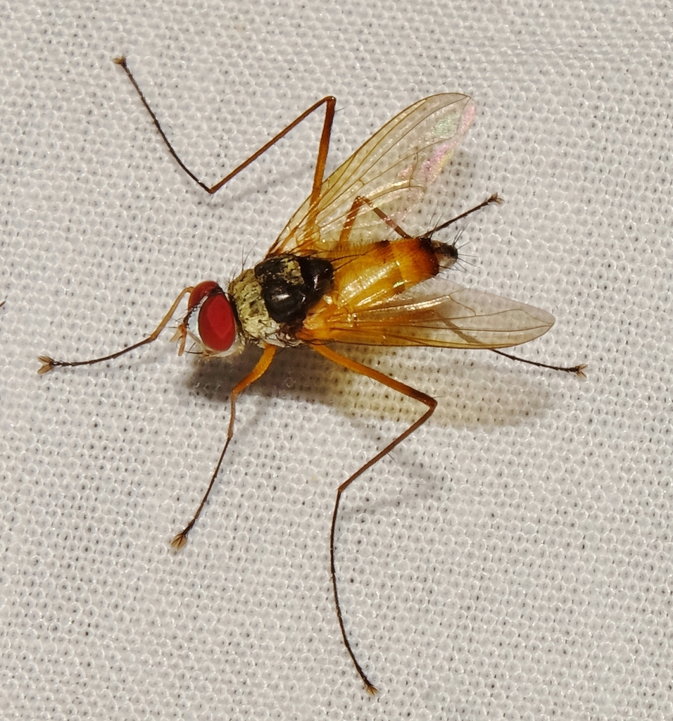 Cholomyia