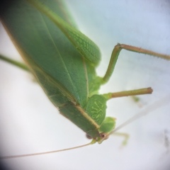 Caedicia