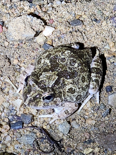 Ornate Burrowing Frog, Platyplectrum ornatum