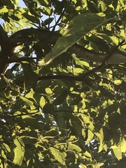 Pantherophis obsoletus