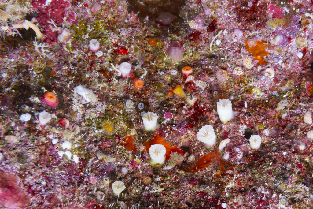 Thalamophyllia