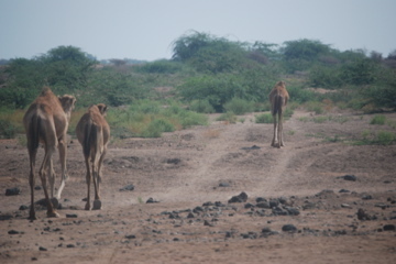 Dromedary Camel