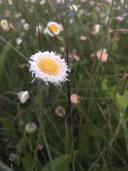 Erigeron procumbens