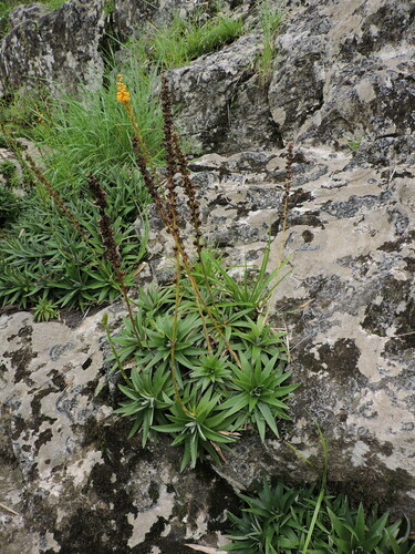 Sawblade (Dyckia brevifolia)