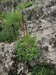 Dyckia brevifolia