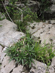 Dyckia brevifolia, photograph (c) Fabrício Mil Homens Riella, some rights reserved (CC BY)