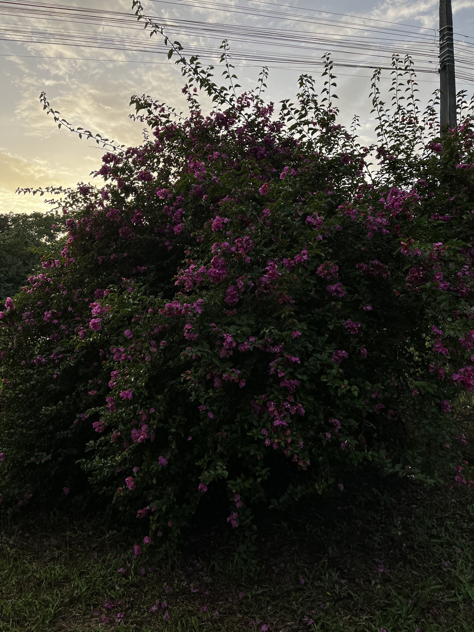Imagem de Primavera