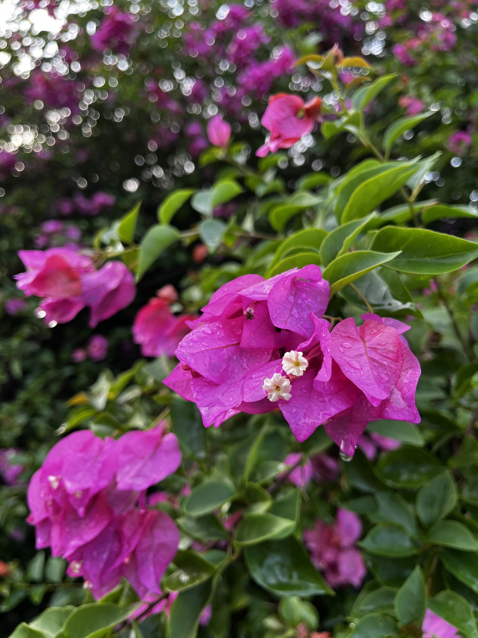 Imagem de Primavera