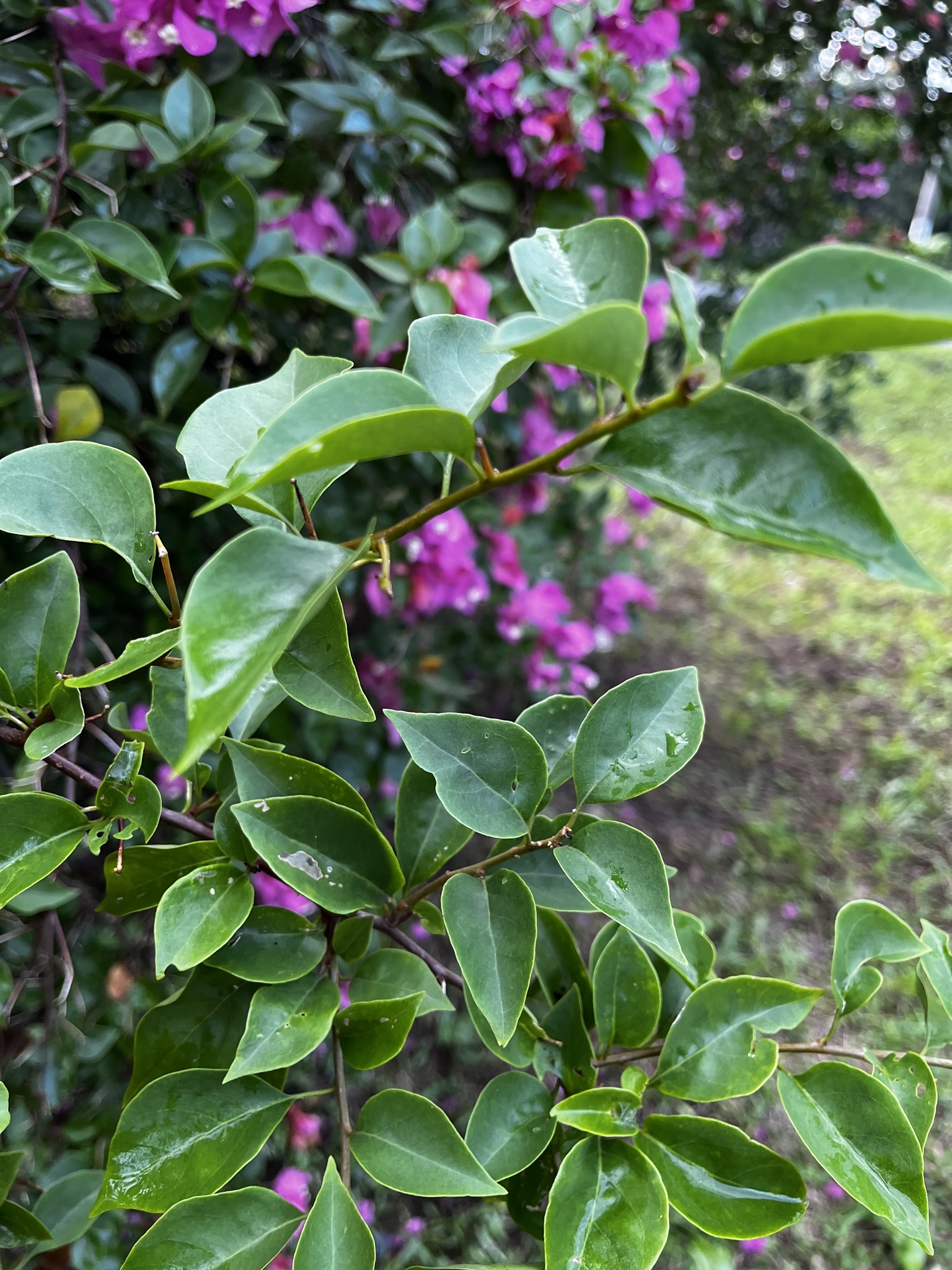 Imagem de Primavera
