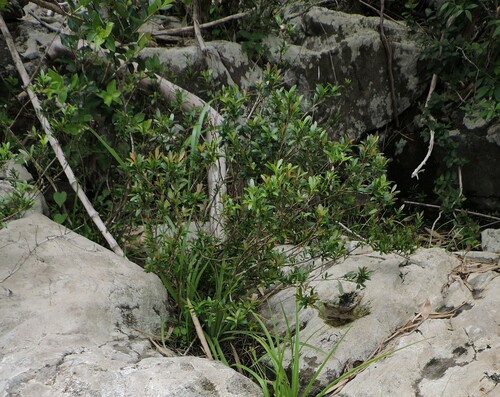Eugenia mattosii