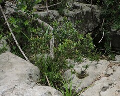 Eugenia mattosii