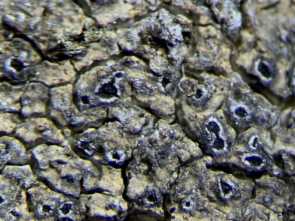 Oxneriaria