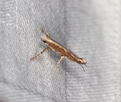 Epicephala lativalvaris