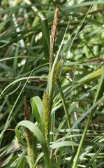 Carex lacustris