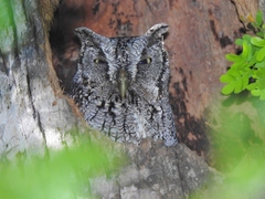 Megascops asio mccallii