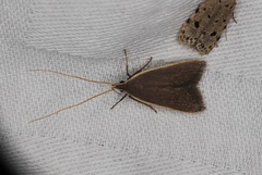 Homaloxestis multidentalis