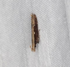 Hypatima spathota