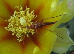 Strangalia virilis