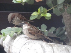 Passer domesticus