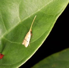 Lecithocera aulicousta