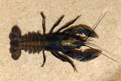 Procambarus gracilis