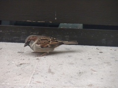 Passer domesticus