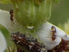 Brachymyrmex obscurior