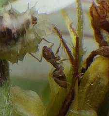 Brachymyrmex obscurior