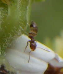 Brachymyrmex obscurior