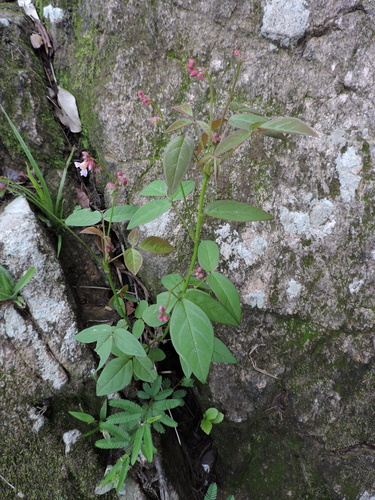 Image of Oxalis cytisoides by (c) Fabrício Mil Homens Riella, some rights reserved (CC BY)