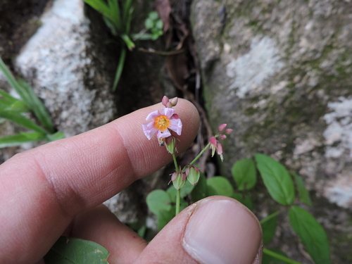 Image of Oxalis cytisoides by (c) Fabrício Mil Homens Riella, some rights reserved (CC BY)