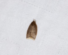 Scythropiodes