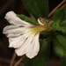 White Fanflower - Photo (c) Connor Margetts, some rights reserved (CC BY), uploaded by Connor Margetts