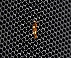 Stathmopoda paradiplaspis