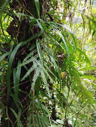 Lindsaea regularis observed 2024-01-08