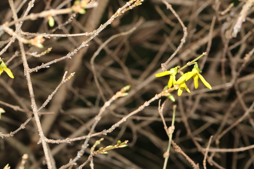 Foto de Lírio-dos-jardins
