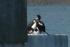 Leucocarbo chalconotus