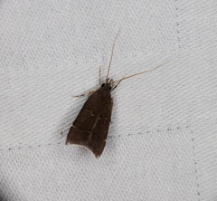 Torodora gemella
