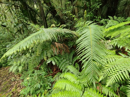 Chingia ferox observed 2024-01-08