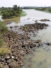Hippopotamus amphibius
