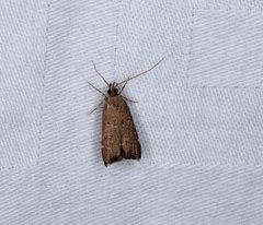 Torodora gemella