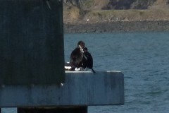 Leucocarbo chalconotus