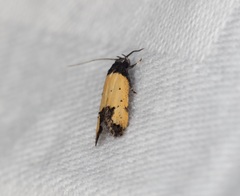 Tyrolimnas anthraconesa