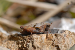 Tetrix bipunctata