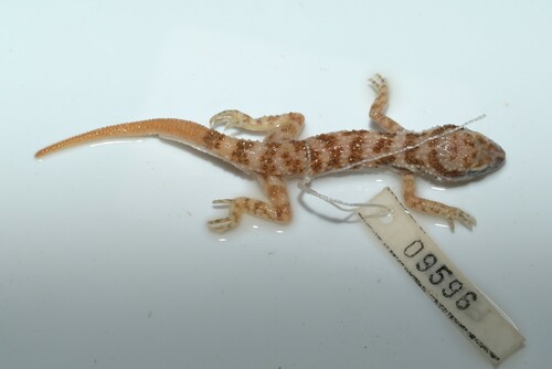 Southern Tuberculated Gecko