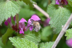 Anthophora plumipes
