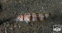 Black-Spot Tuskfish photo 4