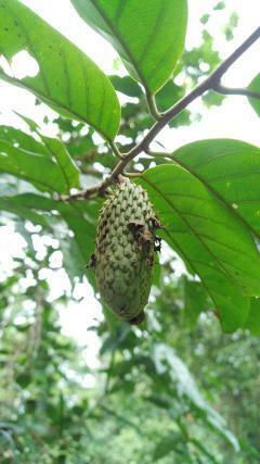 Annona hypoglauca observed 2024-02-14