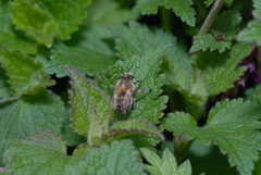 Anthophora plumipes